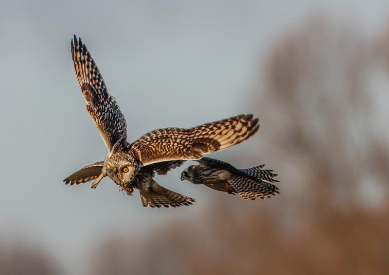 猫头鹰从不自己筑巢，都是抢，为什么？战斗力爆表，是鹰的天花板