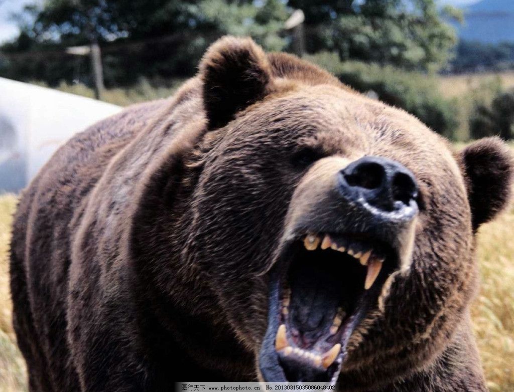 棕熊寻仇故事|一头棕熊在荒原咆哮着疯狂追车:谁杀了小熊?