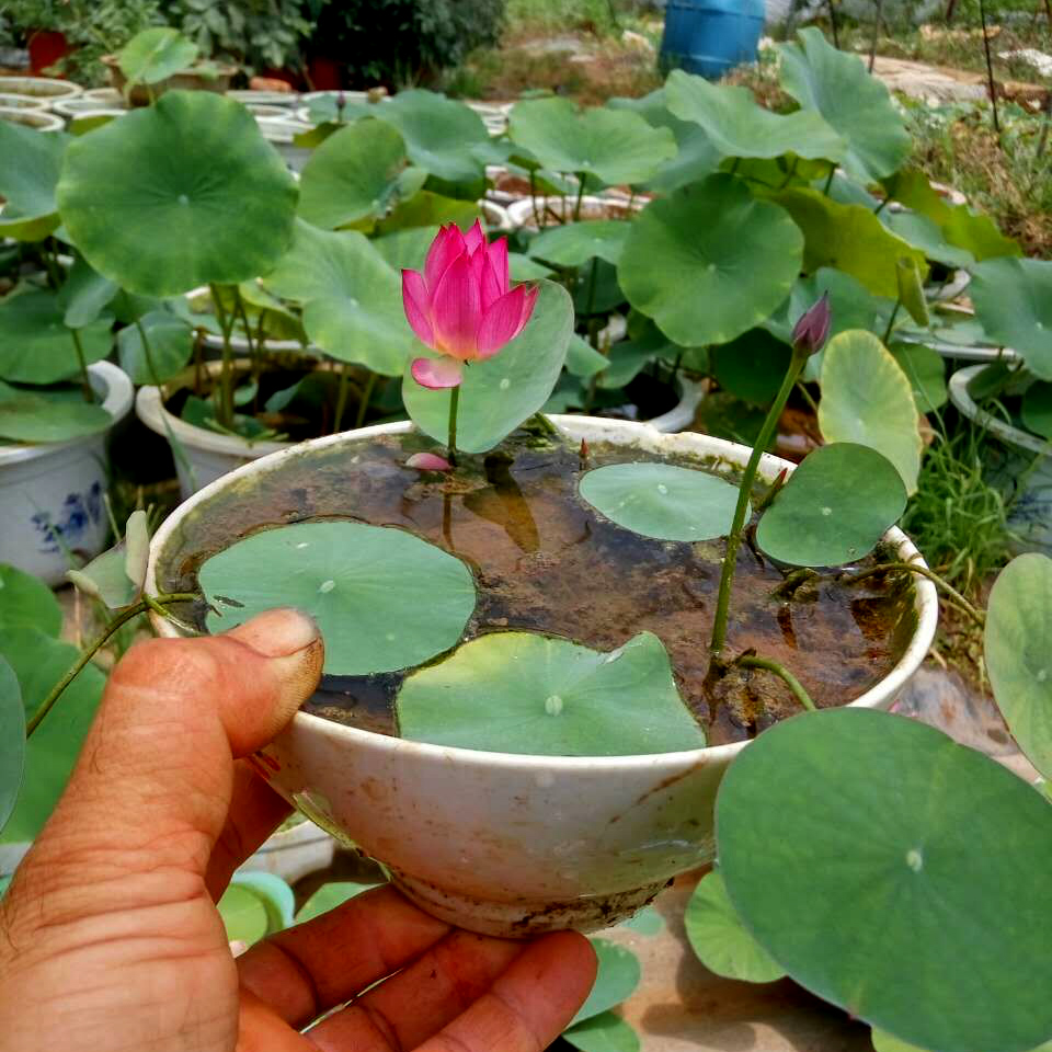 传说"7种花",自古"不吉利",家里却常养,到底扔不扔?