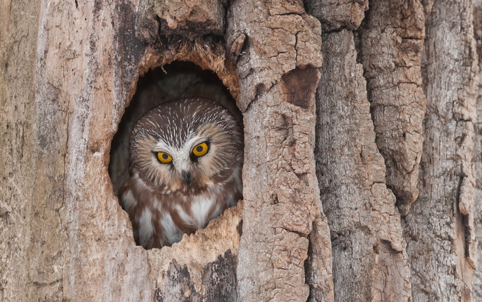 猫头鹰从不自己筑巢，都是抢，为什么？战斗力爆表，是鹰的天花板
