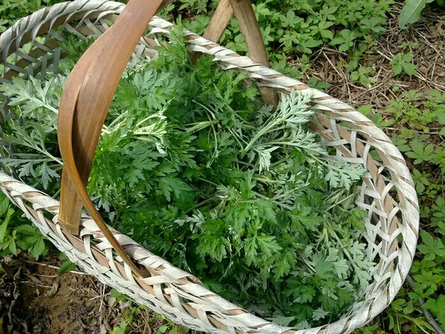 能吃的野菜图片和名字(9种常见的野菜解腻又养人)