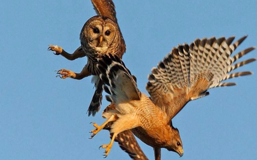 猫头鹰从不自己筑巢，都是抢，为什么？战斗力爆表，是鹰的天花板