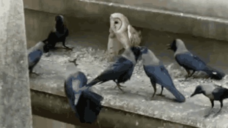 猫头鹰从不自己筑巢，都是抢，为什么？战斗力爆表，是鹰的天花板