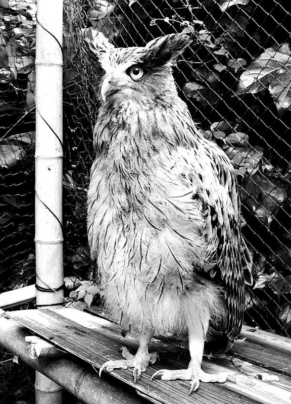 猫头鹰从不自己筑巢，都是抢，为什么？战斗力爆表，是鹰的天花板