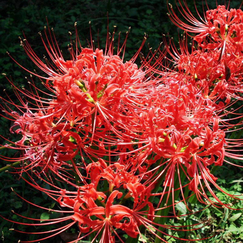 地狱之花(传说"7种花",自古"不吉利",家里却常养,到底扔不扔?