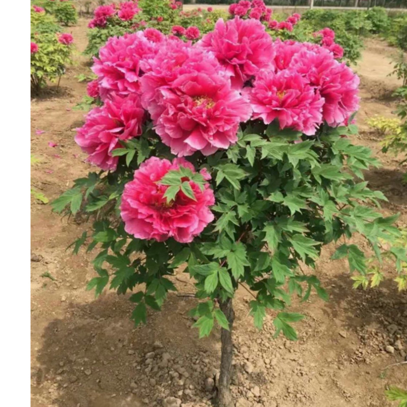 栀子花寓意(牡丹栀子花寓意)