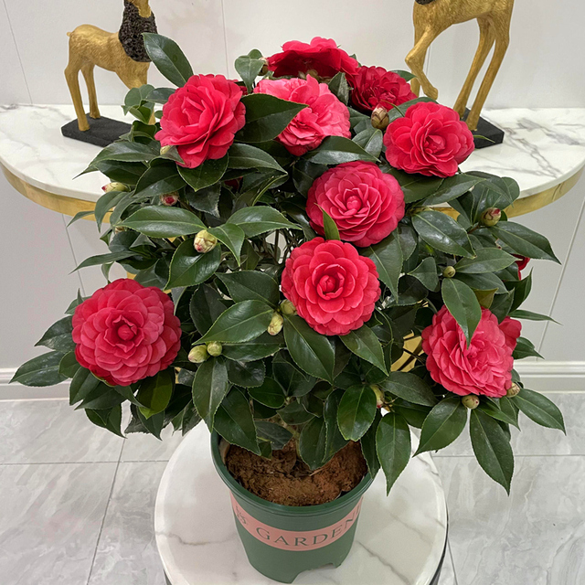 福寿花的含义 _飞翔号