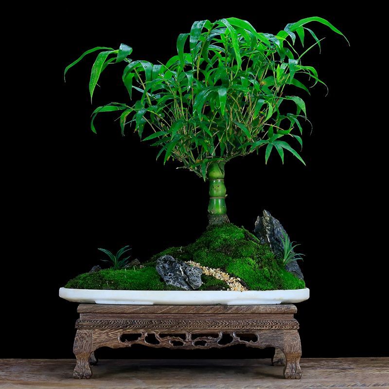 竹子的品种大全图解(家里养5种吉祥竹富贵不俗)