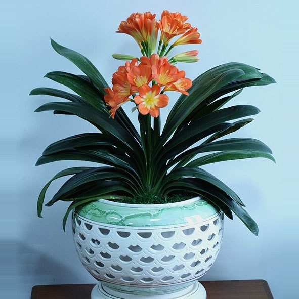 君子兰“富养”好，5个小技巧，花箭“窜高个”，开花多又大