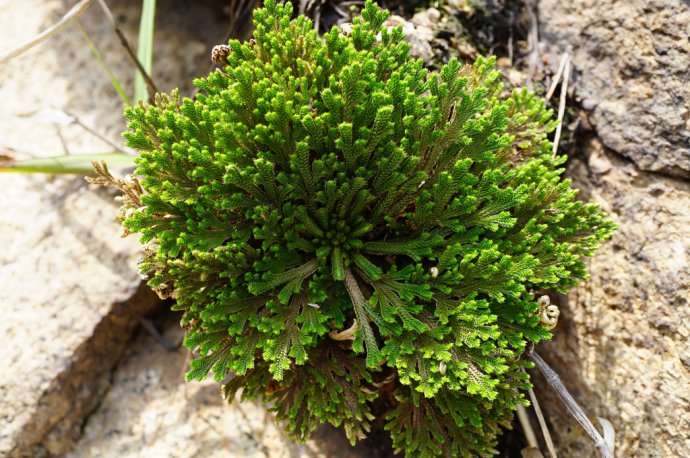 为什么家里不能养卷柏(9种养不死的花绿萝排最后)