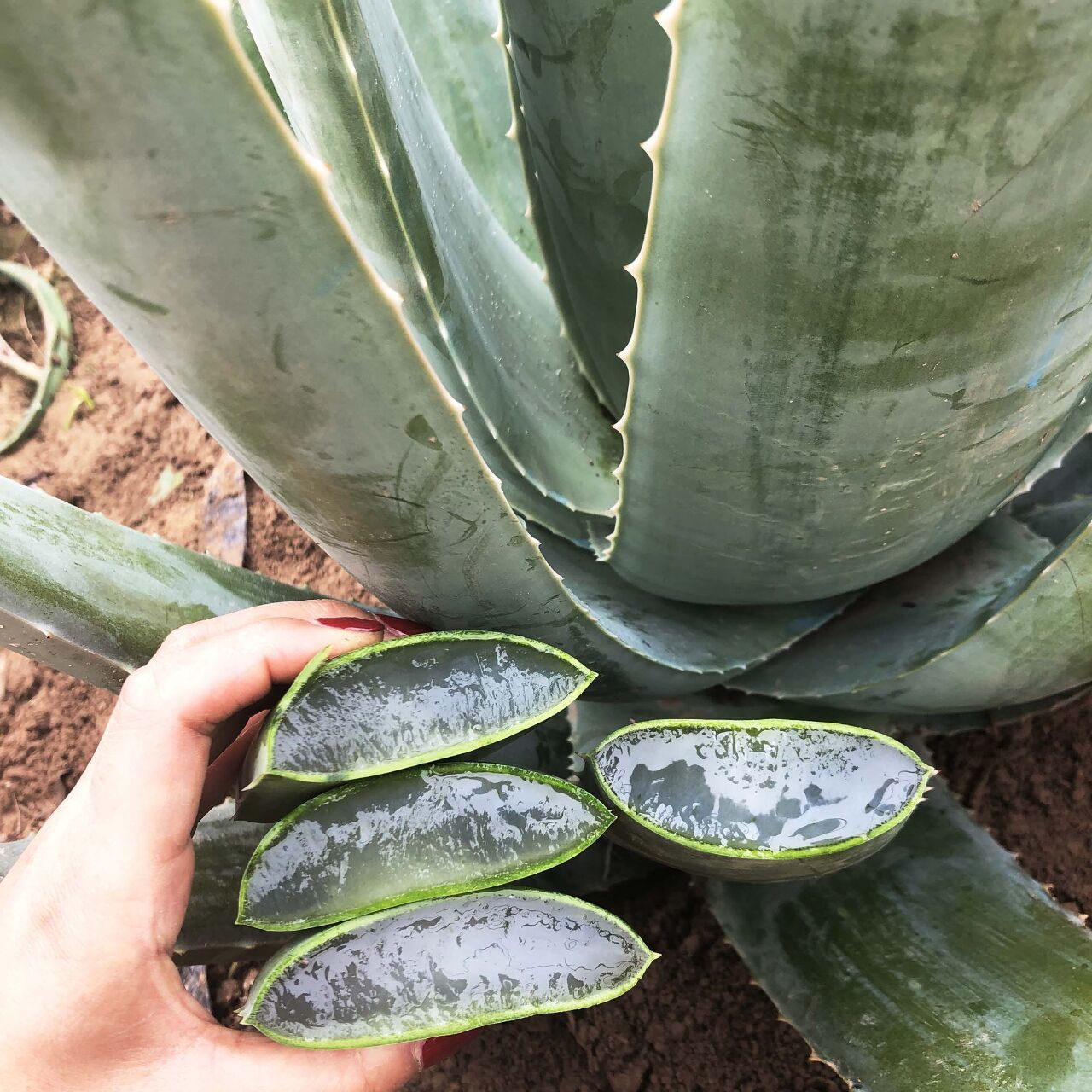 養盆大蘆薈,就像小藥箱,掰個葉子抹抹臉,又白又漂亮