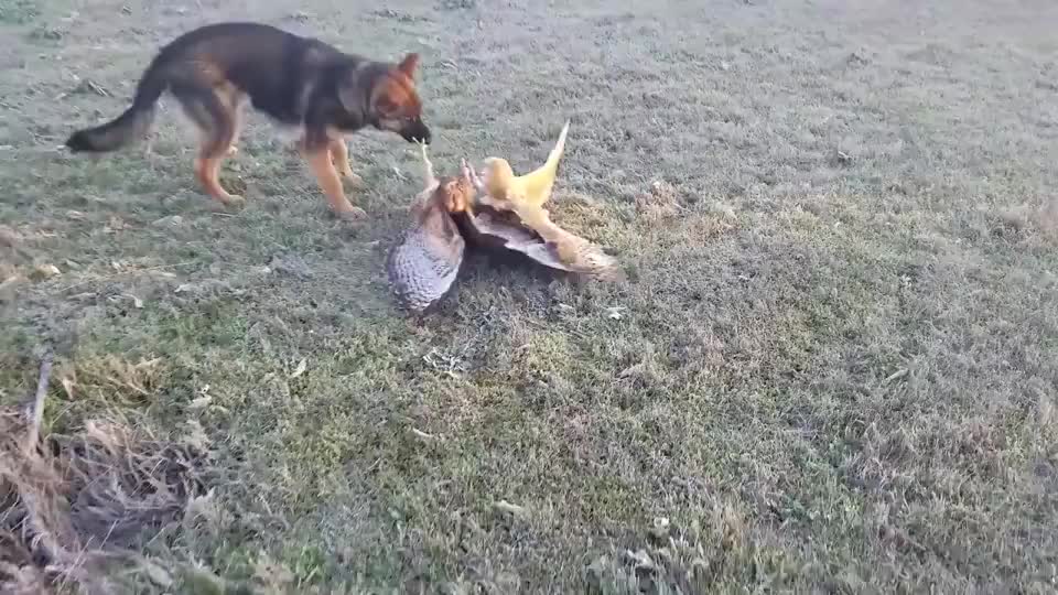 猫头鹰从不自己筑巢，都是抢，为什么？战斗力爆表，是鹰的天花板