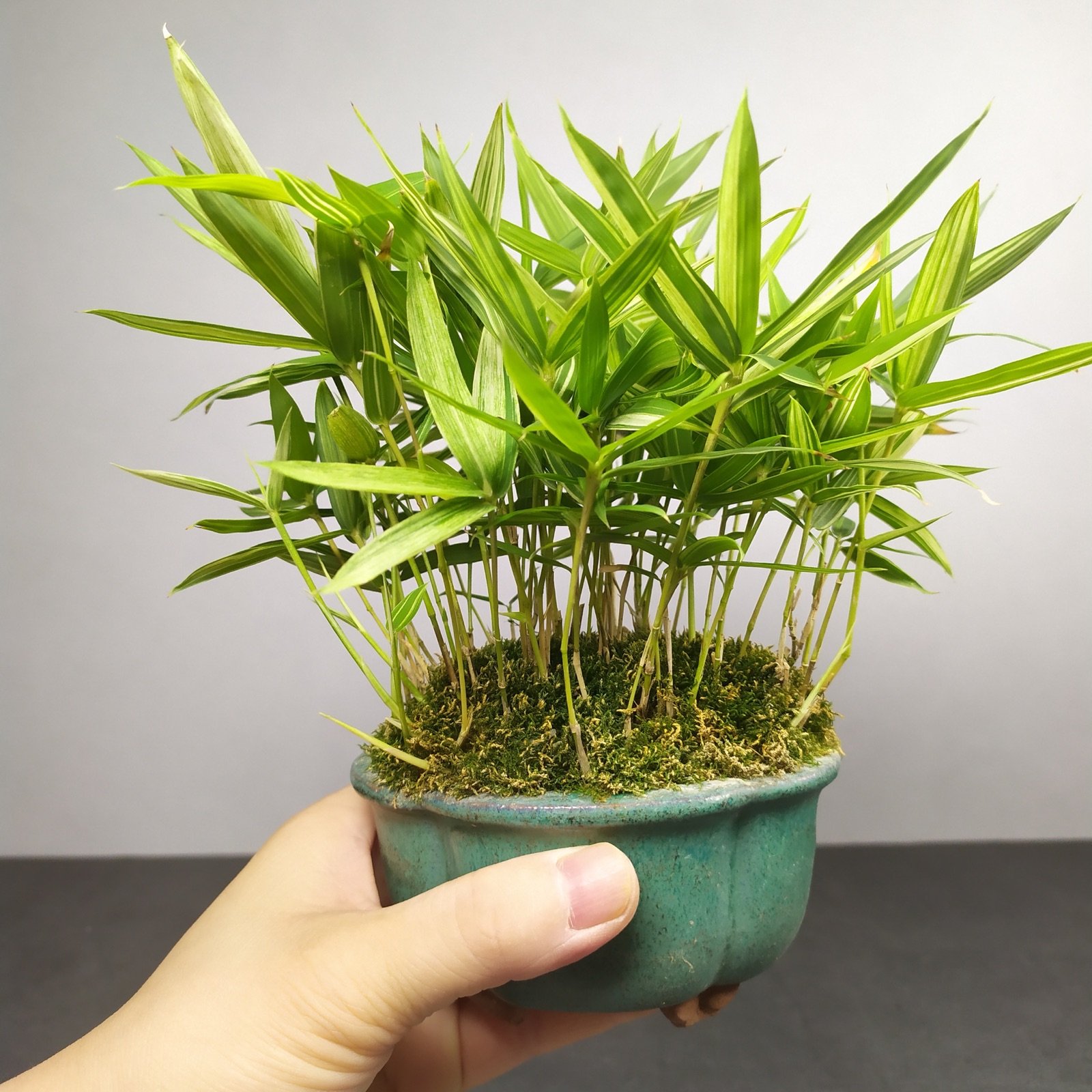 竹子的品种大全图解(家里养5种吉祥竹富贵不俗)