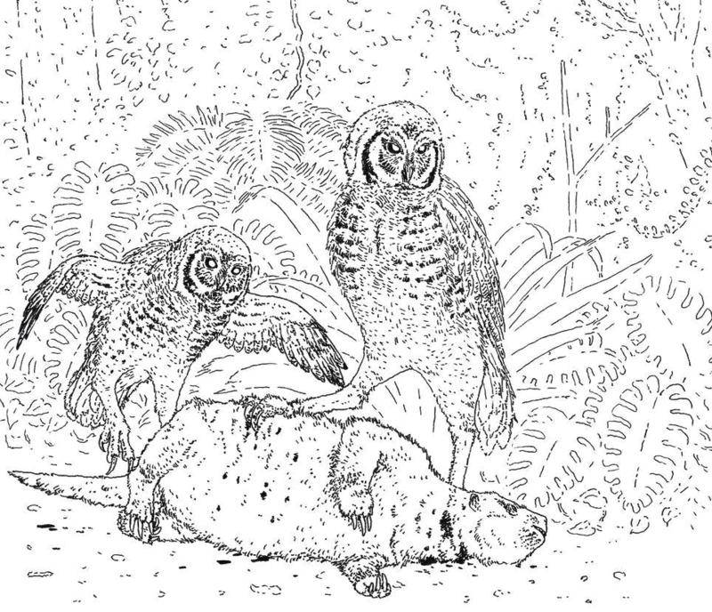 猫头鹰从不自己筑巢，都是抢，为什么？战斗力爆表，是鹰的天花板