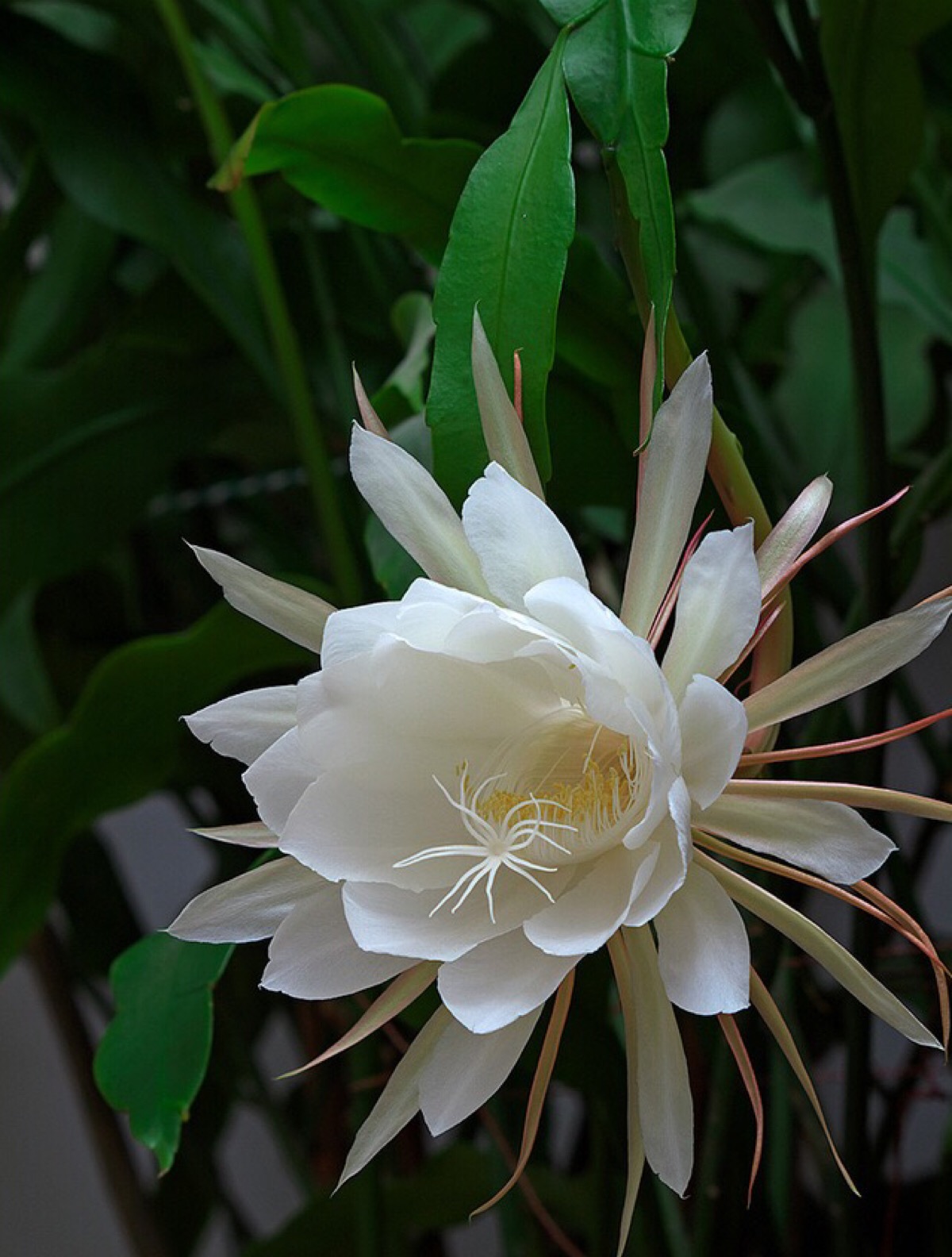 第二,昙花,昙花一现彼岸花还有一个特点,开花不见叶.