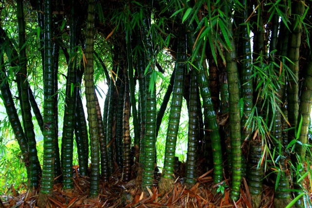广西常见的竹子品种图片
