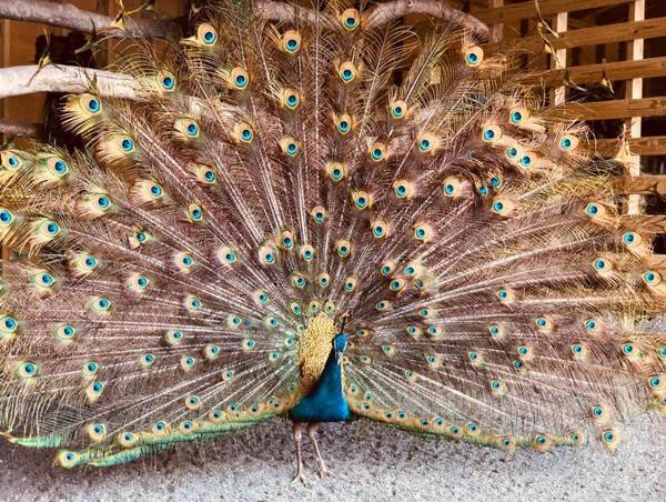 中国瑞禽——孔雀