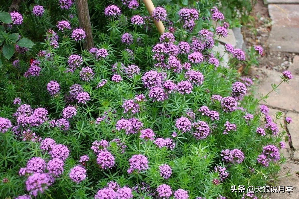 福禄考花期（5种草花适合在月季底部生长）