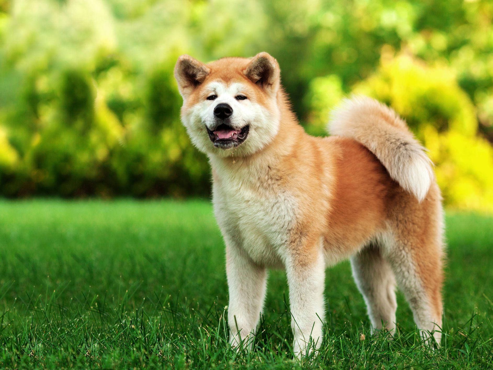 秋田犬好养吗调皮吗（秋田犬的优点和缺点）