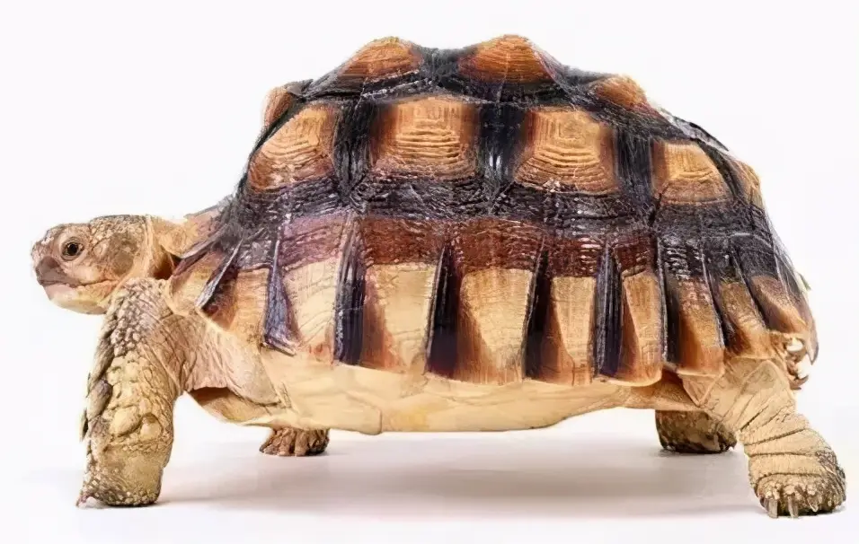 乌龟的种类图片及名称（乌龟的品种图片）