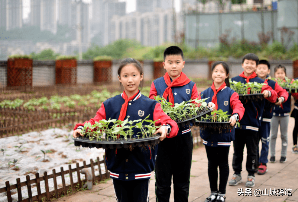重庆一小学楼顶种14000株向日葵，盘点别人家学校的花式楼顶风光