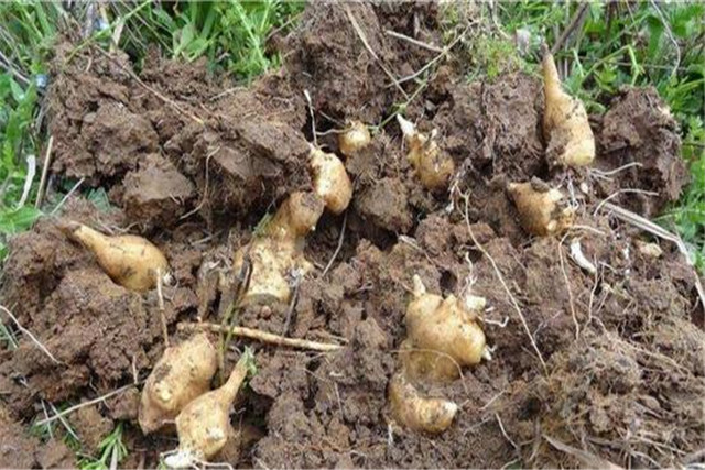 菊芋的植物学特性是什么 栽培上应掌握哪些关键技术 菊芋 佳辰