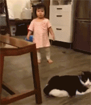 奶牛猫的性格特点（牛奶猫的六个性格特点）
