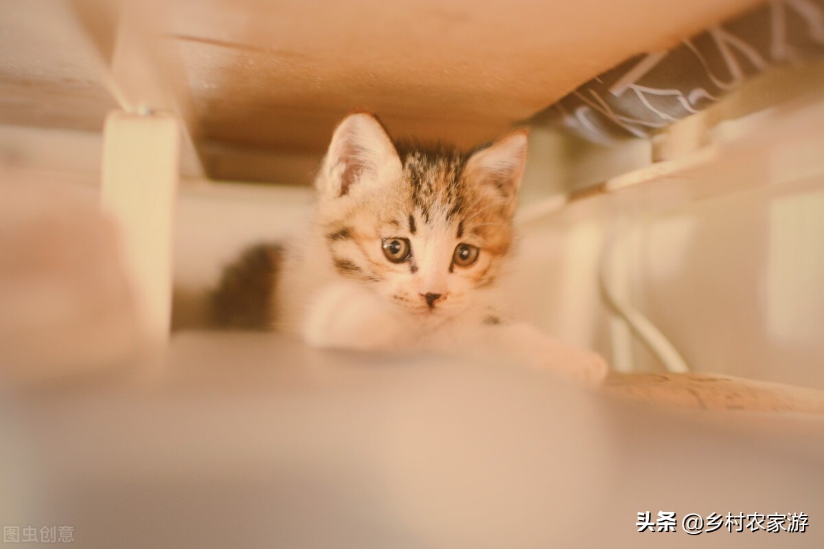 六月“飘雪”，莫不是千年的窦娥冤情，意识在雪中传播