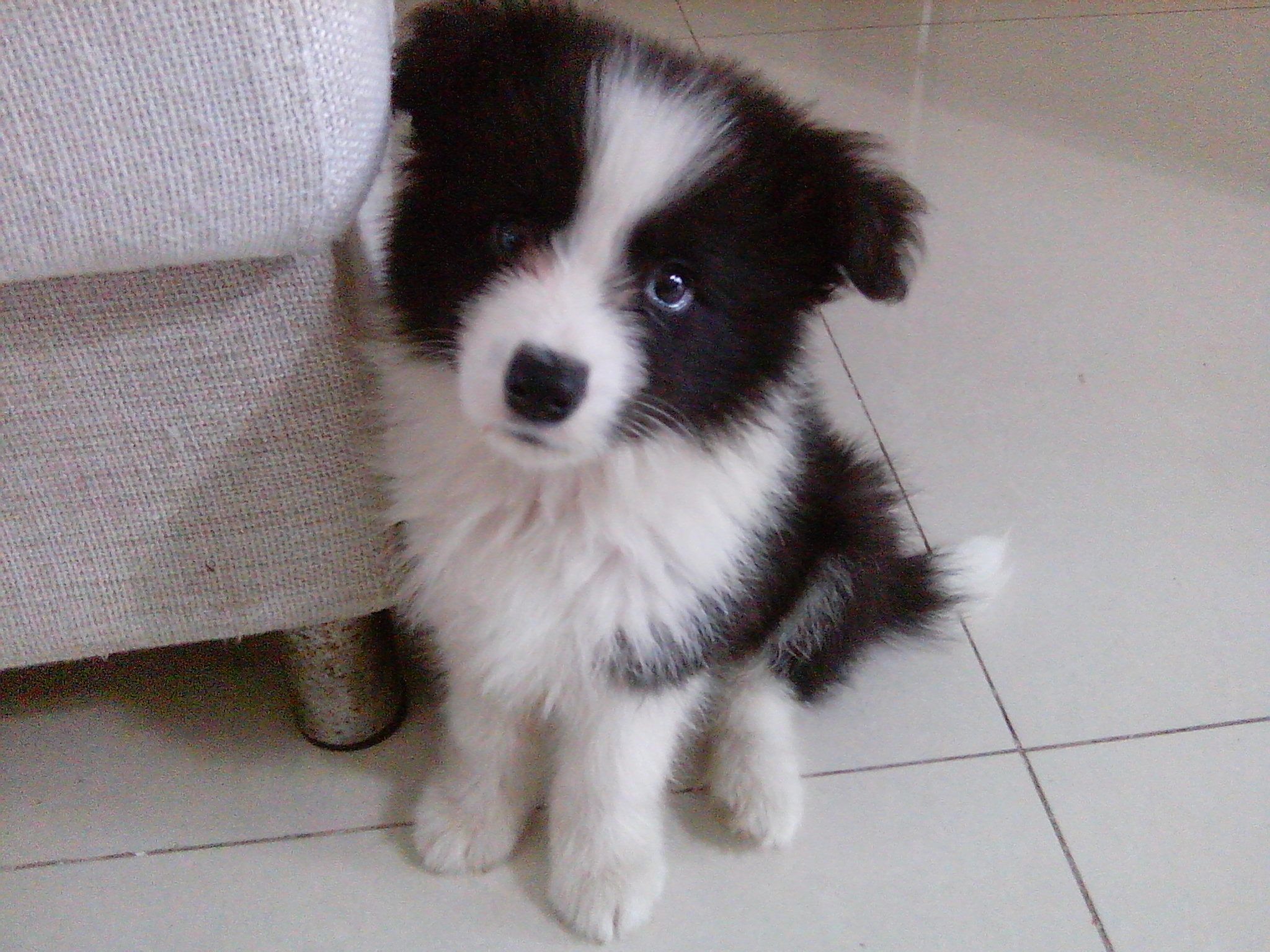 边牧食谱(边牧的吃法)