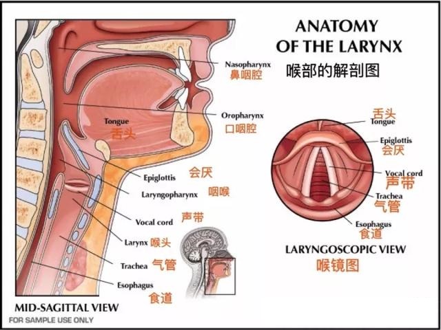 腹语是怎么回事有人请肚仙是怎么回事为什么他们没有开口就能说出话来