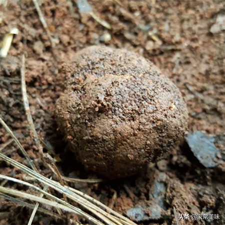 世界上食用野生蘑菇多达5000种，为何松茸和松露仍被吃出“天价”