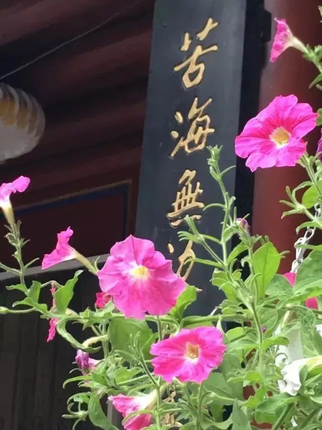 中国最文艺尼姑庵，不烧香只种花，美得想出家！韩红也慕名来参访