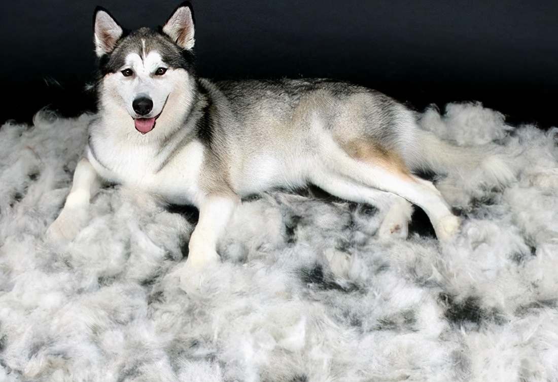 哈士奇总掉毛很烦人?这些方法能帮到你,建议收藏