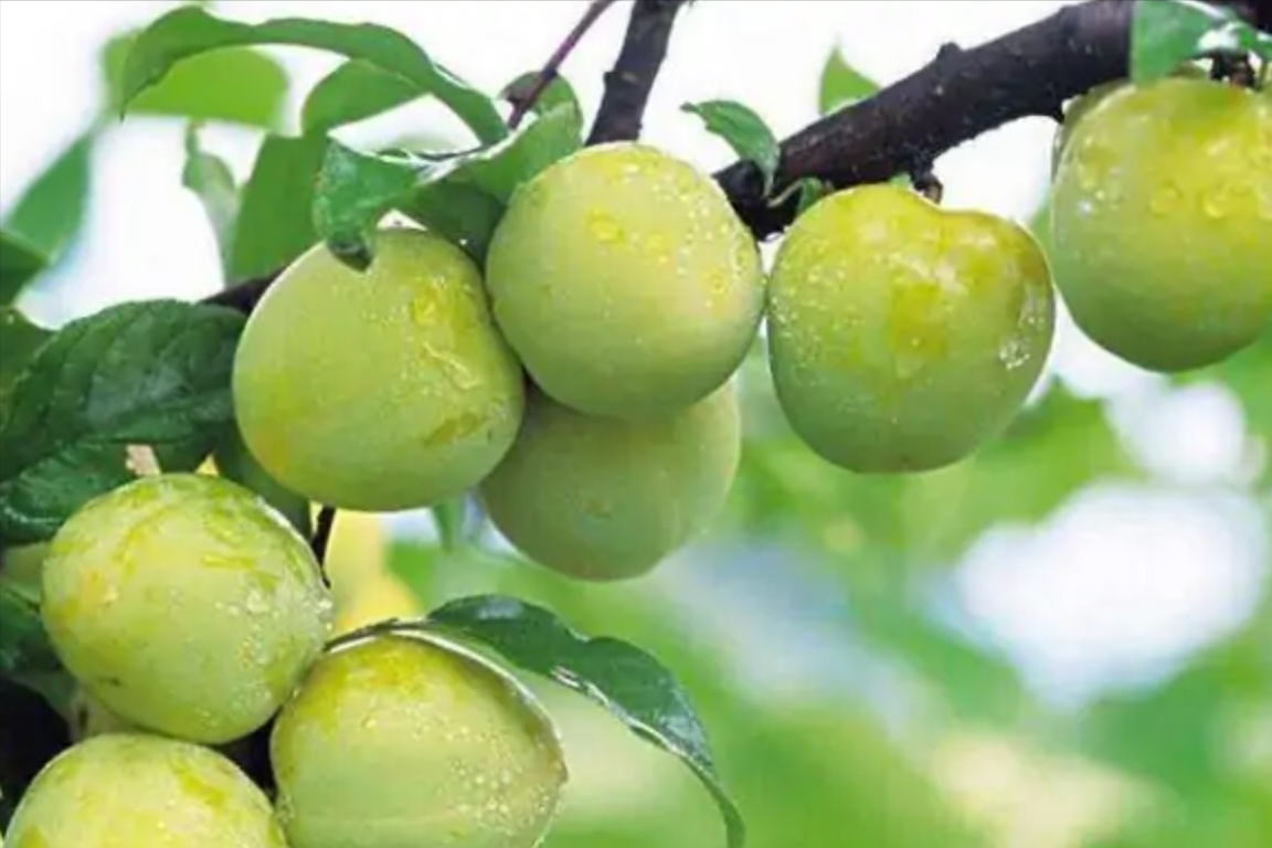 美国黑布林口碑跌至冰点，原产于我国的9个李子，你识得几个？