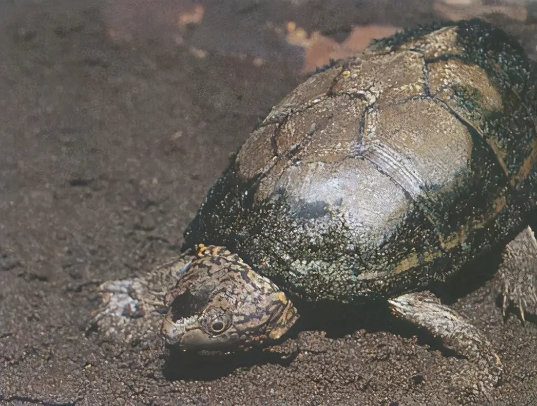 乌龟的种类图片及名称（乌龟的品种图片）