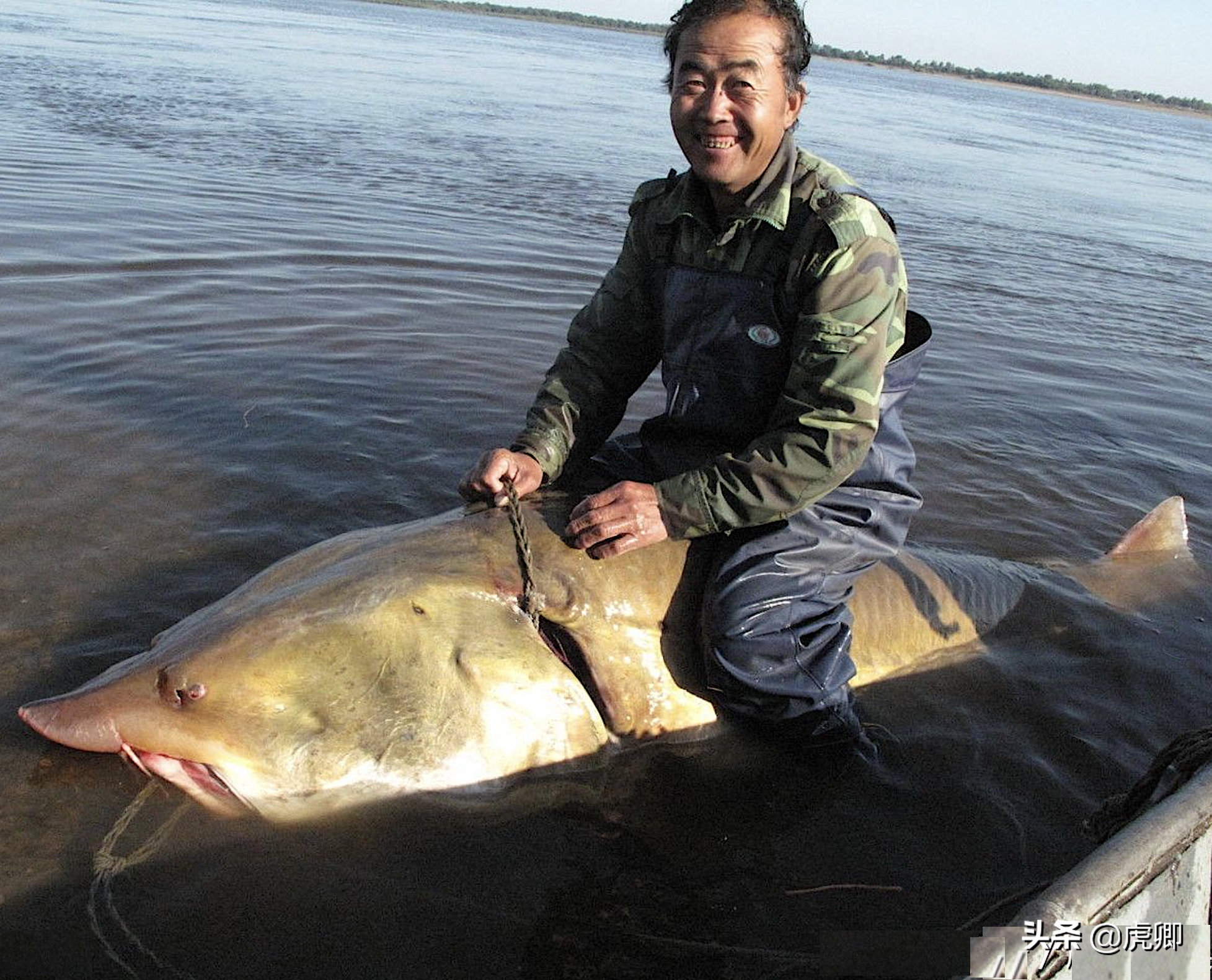 黑龙江没有大坝，被保护近40年，为何鲟鳇鱼仍和中华鲟一样濒危？