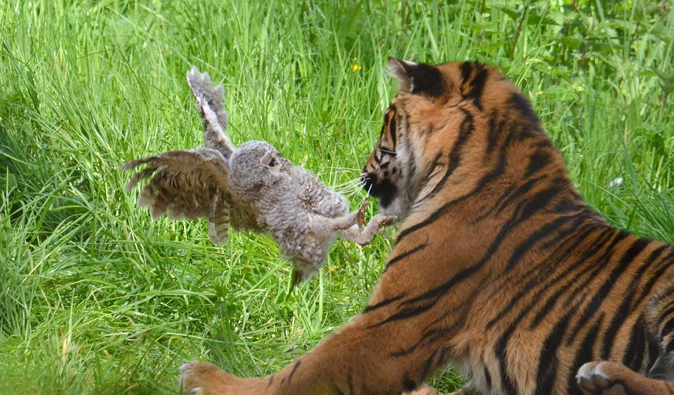 猫头鹰从不自己筑巢，都是抢，为什么？战斗力爆表，是鹰的天花板