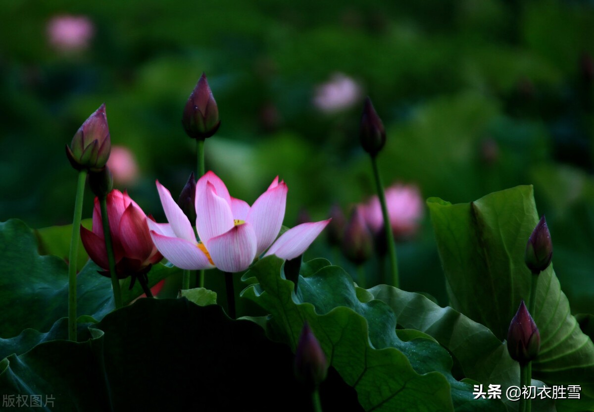 莲花古诗五首，莲子清如水，莲心彻底红，莲花中国古代的爱情之花