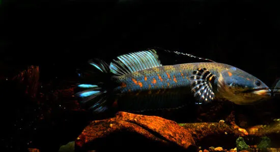 替代黑魚 雷龍魚 天天看點