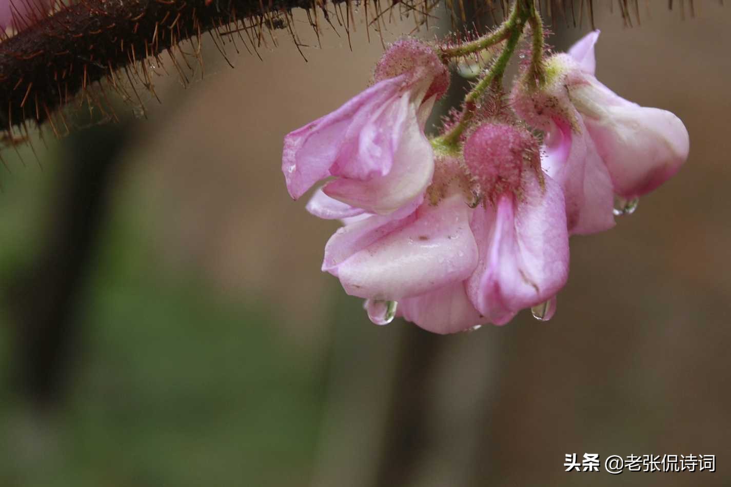 李商隐《夜雨寄北》最温柔场景：何当共剪西窗烛，却话巴山夜雨时