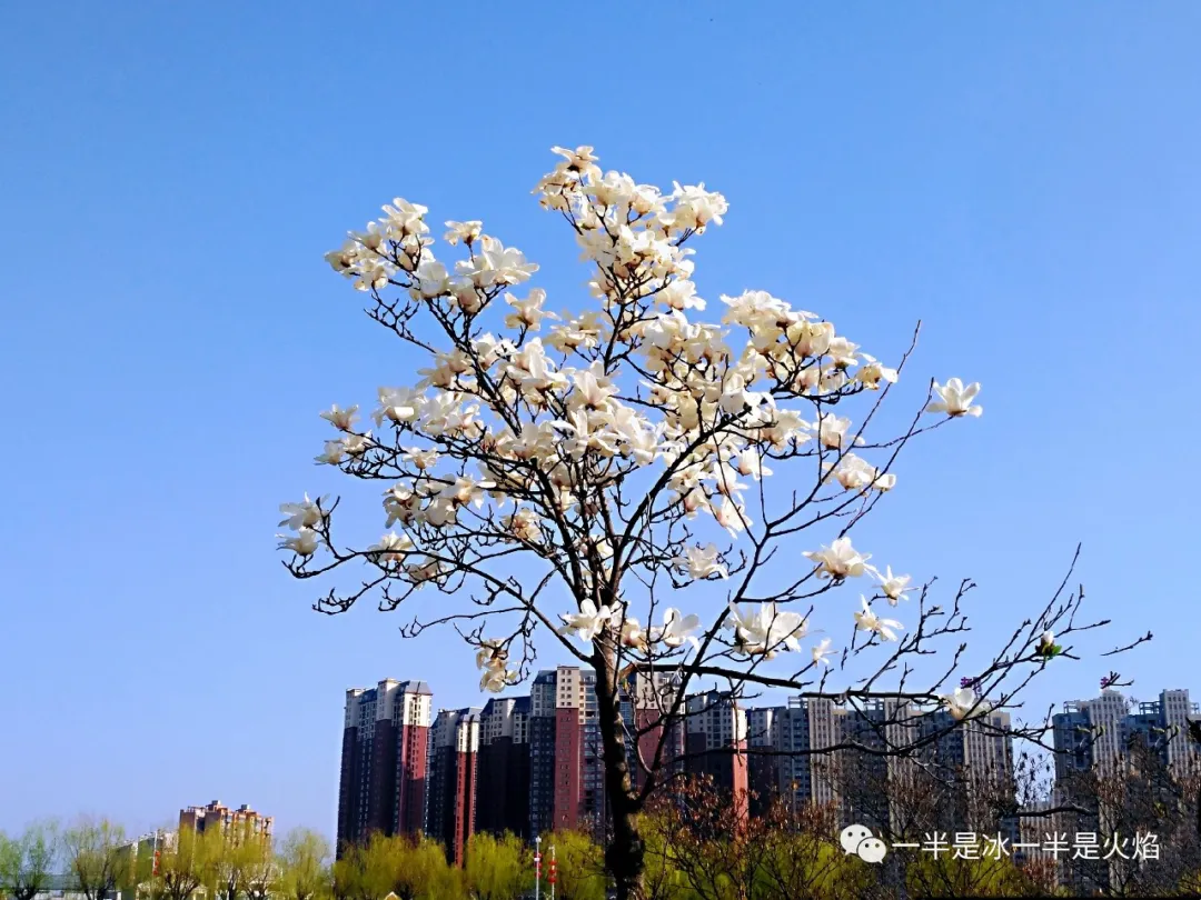 玉兰花记：谁寄芳心枝头上，一倾相思说与春