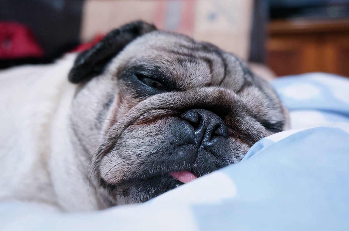 巴哥犬好养吗巴哥犬的优点有哪些