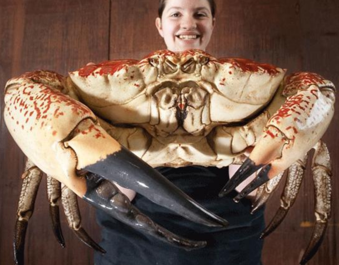 帝王蟹怎么做好吃(这才是世界最重的螃蟹)