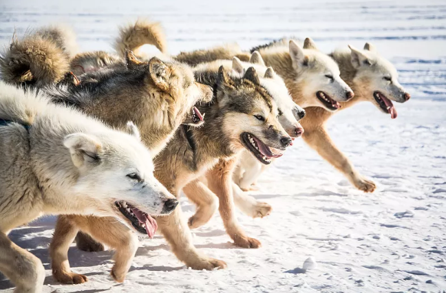 俄罗斯灰狼泛滥成灾,"人狼大战"一触即发,狼群会入侵我国吗?