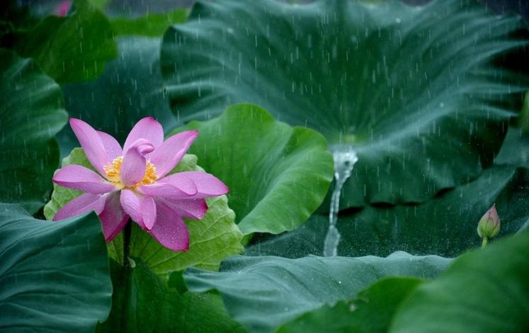 「詩詞鑑賞」夏日雨中綻放的荷花,荷花池裡的一詩一畫