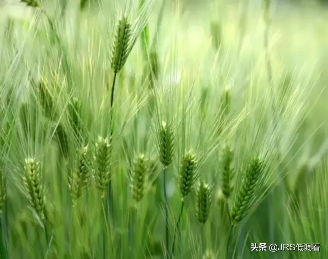 立夏:梅子金黄  杏子肥，麦花雪白 菜花稀