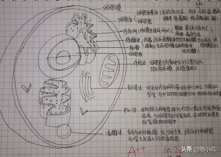 洛一高强基2班周记（9）