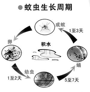 夏天蚊子太多了！自从老婆买回这“小神器”，让你我酣睡到天亮