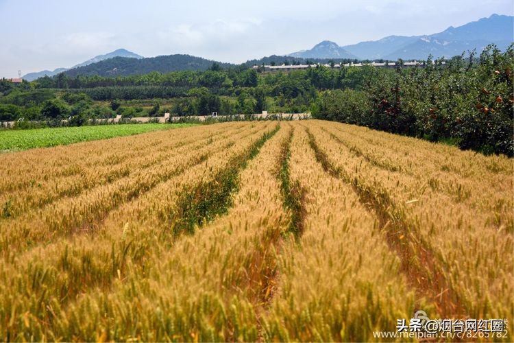 三夏是哪三夏？即指忙于夏收、夏种和春播作物的夏管