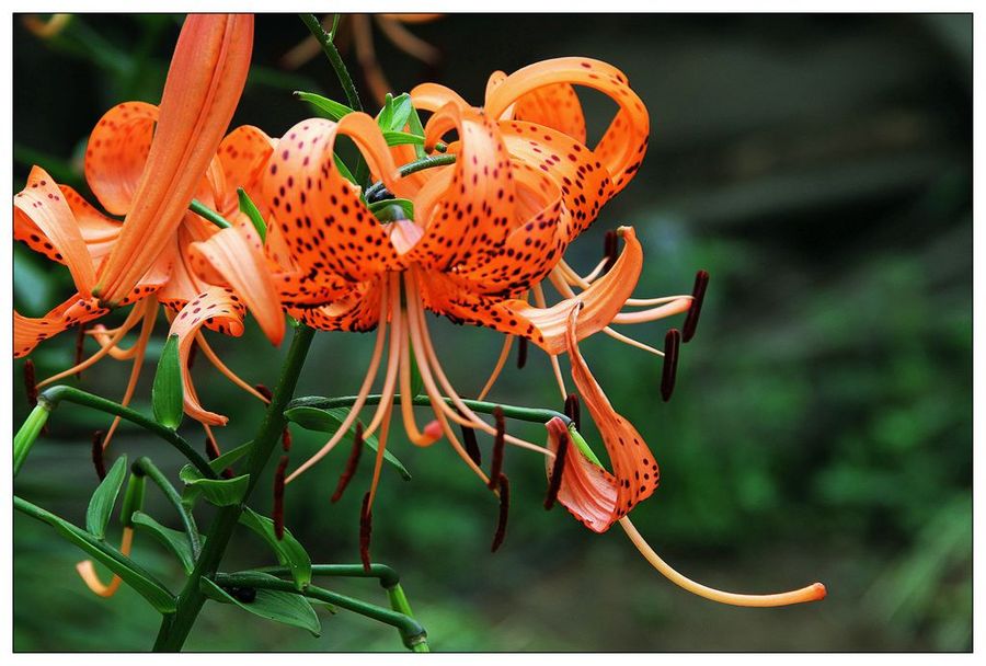 百合花的图片,百合花的图片大全 最美